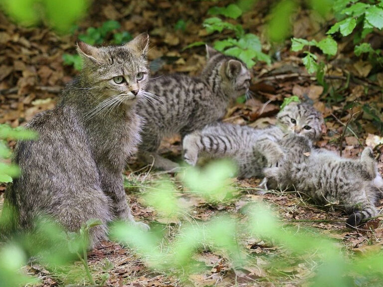 Junge Waldkatzen erkunden neugierig den Wald.