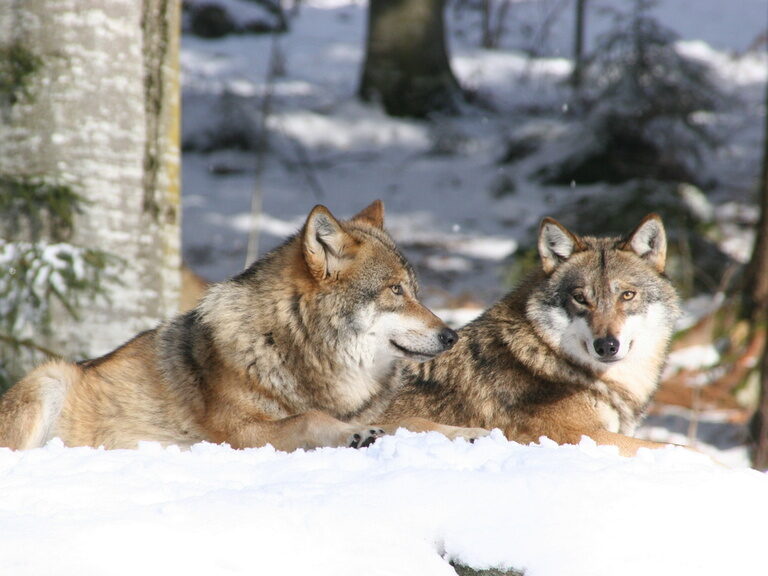 Zwei Wölfe liegen im Nationalpark Bayerischer Wald gemeinsam im Schnee.